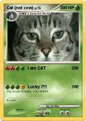 Cat (not cow)