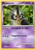 affenpinscher