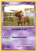 pit-bull