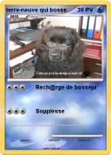 terre-neuve qui