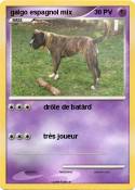 galgo espagnol