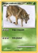 berger malinois