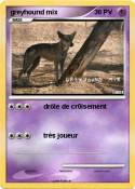 greyhound mix