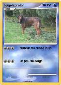 loup-labrador