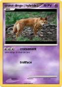 croisé dingo (