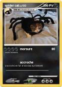 spider cat