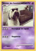 bouvier des