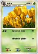 tulipe