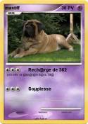 mastiff