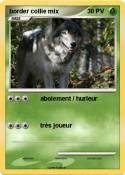 border collie