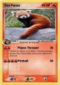 Red Panda