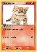 Chat mignon