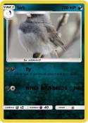 birb