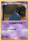 cane corso en