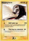 Sleeping ferret