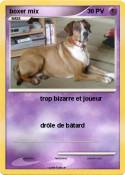 boxer mix