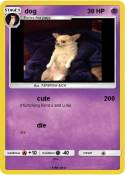 dog