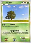 oak tree