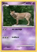 dhole