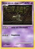boxer mix en