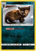Dark kitten