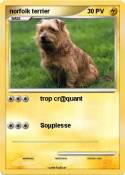 norfolk terrier