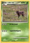border collie