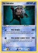 the labrador