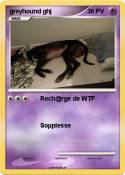 greyhound ghj