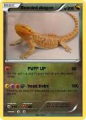Bearded dragon