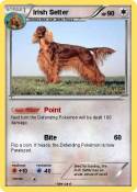 Irish Setter