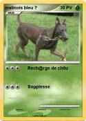 malinois bleu
