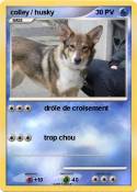 colley / husky