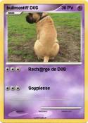 bullmastiff