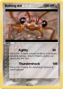 Bulldog ant