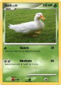 Duck
