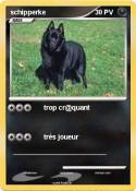 schipperke
