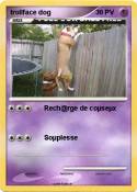 trollface dog