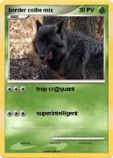 border collie