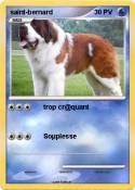 saint-bernard