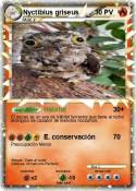 Nyctibius grise