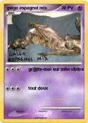 galgo espagnol