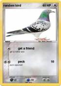 random bird
