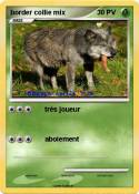 border collie