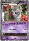 chaton de fleur