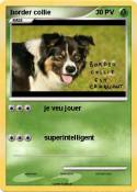border collie