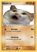 Scared cat