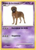 dogue du
