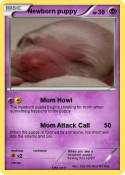 Newborn puppy
