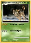 berger malinois
